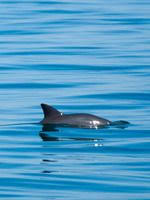 Vanishing Vaquita Saving The World S Most Endangered Marine Mammal Brochure Marine Mammals Species Endangered