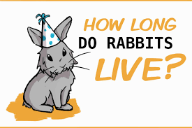 3 common causes of death in rabbits. The Lifespan Of A Rabbit They Live Longer Than You Think