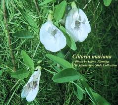 Image result for Clitoria