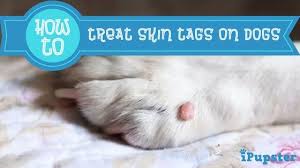 Skin Tags On Dogs What They Are And What To Do About Them Skin Tag Dog Skin Dog Health Tips