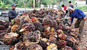 Inilah harga tandan buah segar (tbs) di riau, harga buah sawit per kilo hari ini, harga cpo sawit dunia terbaru. Kabar Baik Untuk Petani Periode I Juni 2020 Harga Tbs Mulai Berani