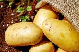 The yellowing or browning of the potato plant stem and leaves indicates that the tubers have reached maturity. Growing Potatoes Organic Gardening Growing Organic