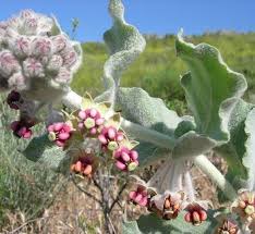 Image result for Asclepias aurea