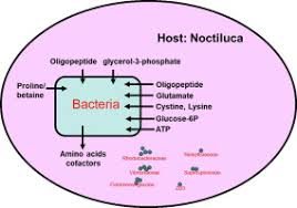 Rare Bacteria In Seawater Are Dominant In The Bacterial