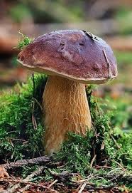 я узнал что у меня есть огромная семья автор Zhenskaya Dusha Fungi Dikie Griby Griby I Risunki Gribov