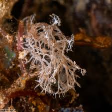 Image result for Melinis subglabra