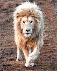 Pin By Alexandra Rose On Animals Photos Lion Images Lions Photos Beautiful Lion