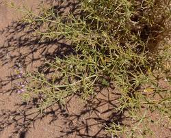 Image result for Fagonia isotricha