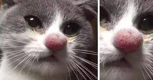 Very few spiders are not venomous. 37 Cats Who Got Stung By Bees And Wasps Bored Panda