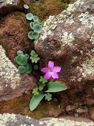 Image result for Oxalis debilis