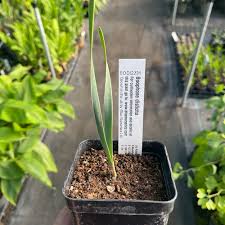 Image result for Boophone disticha