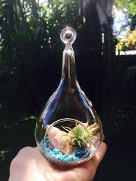 Blue Beach Themed Terrarium With An Air Plant Air Plants Plants Blue Beach
