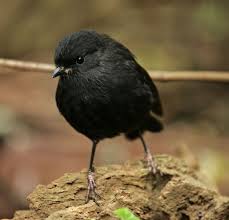 Robin black, and taffy (lead singer of quartz) (in the background) during the quartz sessions. World Birds On Twitter Black Robin Or Chatham Island Robin Petroica Traversi Painting Art