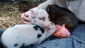 Maybe you would like to learn more about one of these? Micro Miniature Pigs For Sale Uk The Pig Father