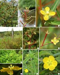 Image result for Ludwigia erecta