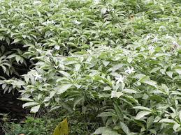 Image result for Tabernaemontana