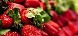 Il faut prendre avec soi Le Faible Prix Des Fraises Espagnoles Indigne Les Producteurs Francais