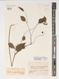 Image result for Lipotriche