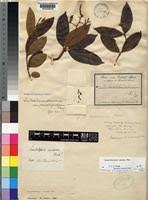 Image result for Ancylobothrys scandens