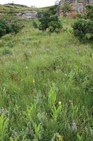 Image result for Hymenodictyon austro-africanum