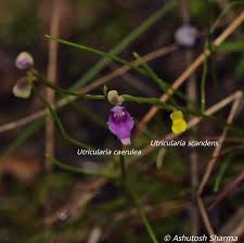 Image result for Utricularia scandens