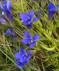 Image result for Gentianaceae