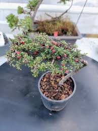 Image result for Cotoneaster microphyllus
