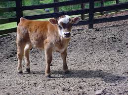 Freeads pets is a great way to be introduced to the best breeders and rescue centres to find the your perfect companion. Miniature Cows Tanglewood Farm Miniatures