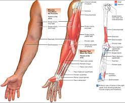 As a result, when the triceps brachii is contracted, the biceps brachii and its. Arm Muscle Anatomy Anatomy Drawing Diagram