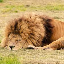 Male Lions Sleep 20 Hours A Day Learnist Male Lion Sleeping Animals The Mighty Jungle