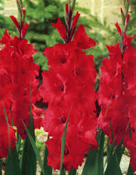 Image result for Gladiolus magnificus