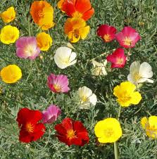 Maybe you would like to learn more about one of these? Formula Mix California Poppy Eschscholzia Californica Applewood Seed