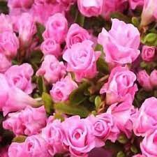Onlineplantcenter 2 Gal Rosebud Azalea Shrub A02015 At The Home Depot Beautiful Azalea Shrub Rose Buds Azaleas