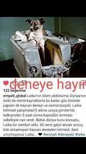 Nese Adli Kullanicinin Kuzey Ve Guney Panosundaki Pin Hayvan