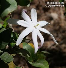 Image result for Jasminum multipartitum