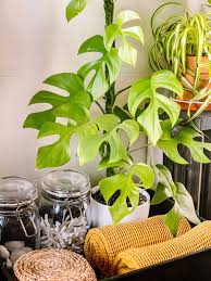 Image result for Monstera