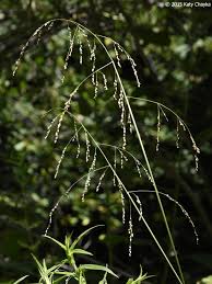 Image result for Glyceria