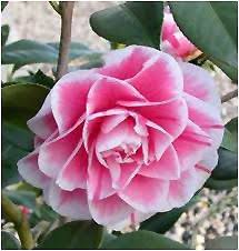 Jordan S Pride Camellia Camellia Japonica Herme At Atlantic Avenue Orchid Garden Orchids Garden Camellia Tree Camellia