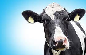 How Many Stomachs Does A Cow Have United Dairy Industry Of Michigan