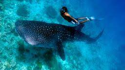 Houston to maldives flight time. Cheap Flights From Houston To The Maldives From 580 Kayak