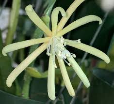 Image result for Phyllanthus macranthus