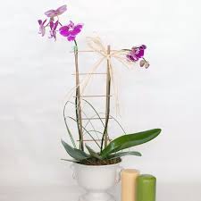 Savor the magnificent views of the atlantic ocean and the intracostal waterway and experience. Purple Twins By Brigitte S Flowers Galore