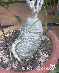 Image result for Fockea angustifolia