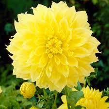 Brilliant yellow flowers in may and june. Dahlia Flower Bulbs Plants Garden Flowers The Home Depot