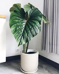Pin By Russ On Philodendron Plants Plant Aesthetic Indoor Plants