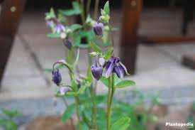 Aquilegia Columbine Flower How To Care Columbine Flowers Plantopedia
