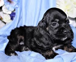 Cocker spaniel puppies for sale in texas cheap. Cocker Spaniel Puppies Under 400 For Sale United States 1
