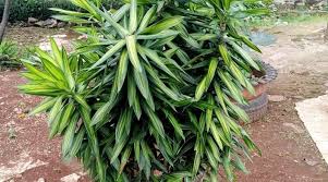 We did not find results for: Rangkuman Bab 1 Pendidikan Agama Islam Dan Budi Pekerti