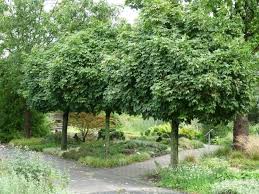 Kugel Ahorn Haus Baume Baume Garten Gartengestaltung