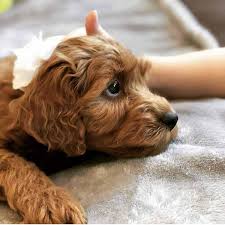 We specialize in english goldendoodles as well as american goldendoodles in f1, f1b, f2b and f3 generations. Contact Precious Doodle Dogs Teacup Goldendoodles Labradoodle Puppies Teacup Doodle Dogs Teacup Cavapoo Puppies Cavapoo Puppies Micro Goldendoodle Puppies Mini Bernedoodle Puppies Golden Doodle Puppies For Sale Near Me
